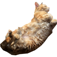 Image of an orange cat.