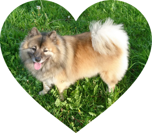 A side-view of the Missus standing in a field of grass. She is inside of a heart shape.